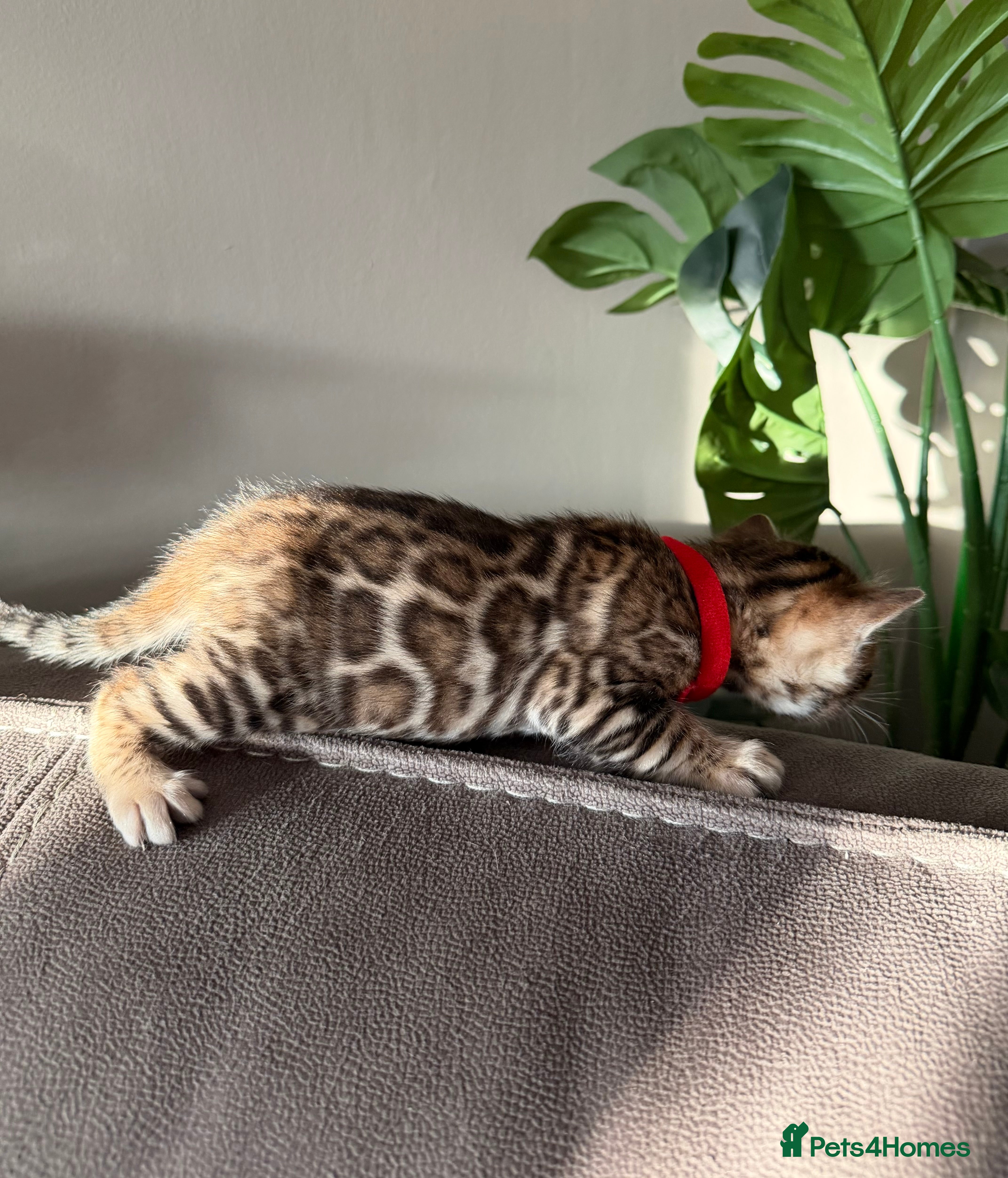 Bengal cats Beautiful pedigree Bengal kittens for sale  - Advert 1