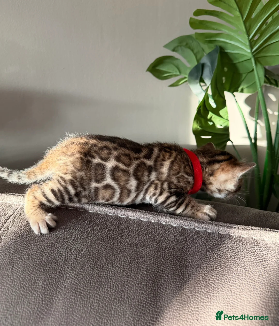 Bengal cats for sale: Beautiful Pedigree Bengal kittens for sale  - Advert 33