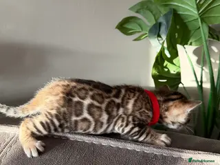 Bengal cats Beautiful pedigree Bengal kittens for sale - Advert 1