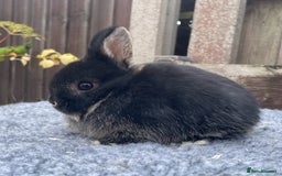 Netherland Dwarf rabbits for sale: Netherland Dwarfs - Image 4