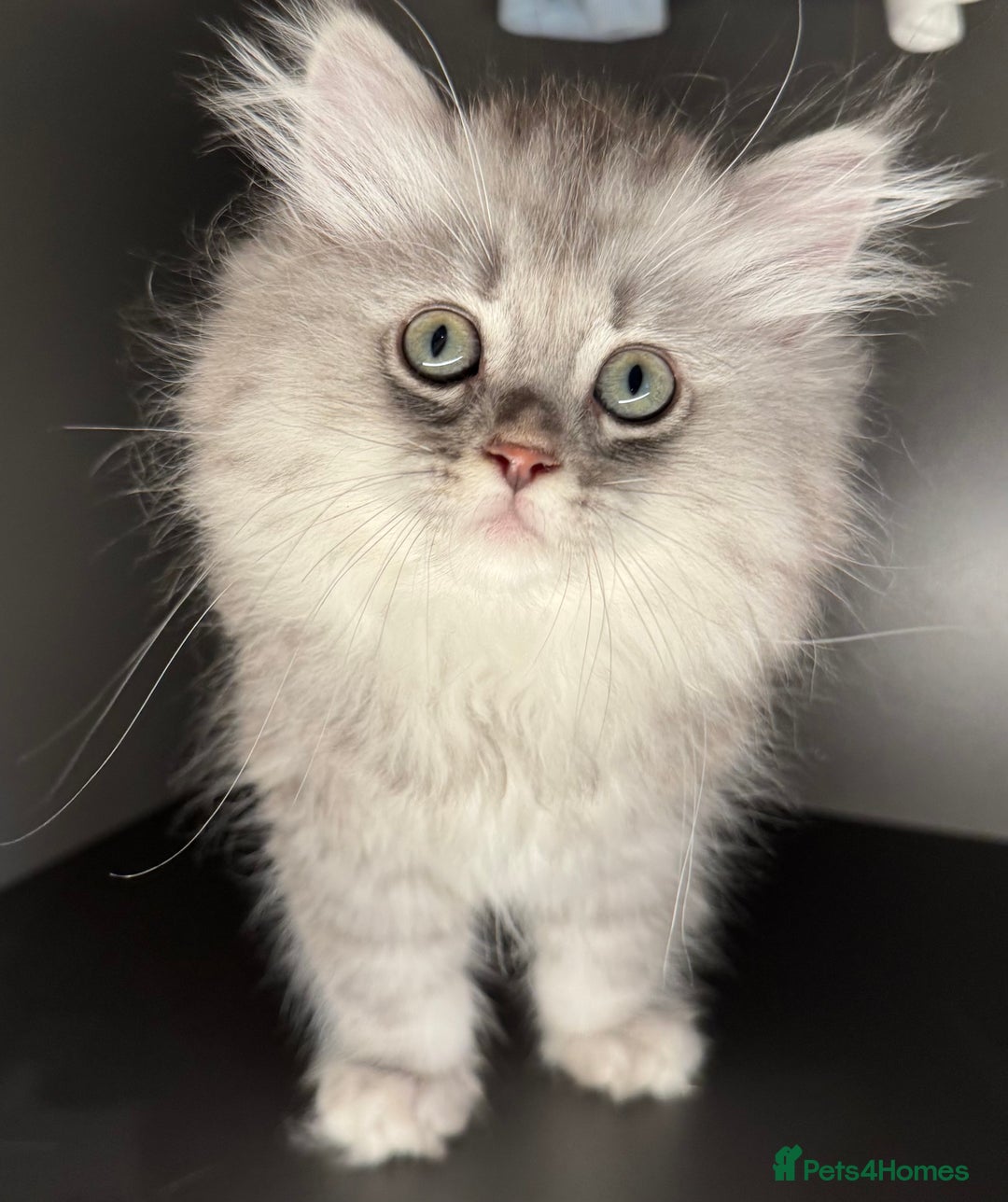 Mixed Breed cats for sale: Persian x Ragdoll kittens - Image 9