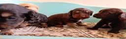 Cockapoo dogs for sale: P,r,a tested clear cockapoo F1 - Advert 14