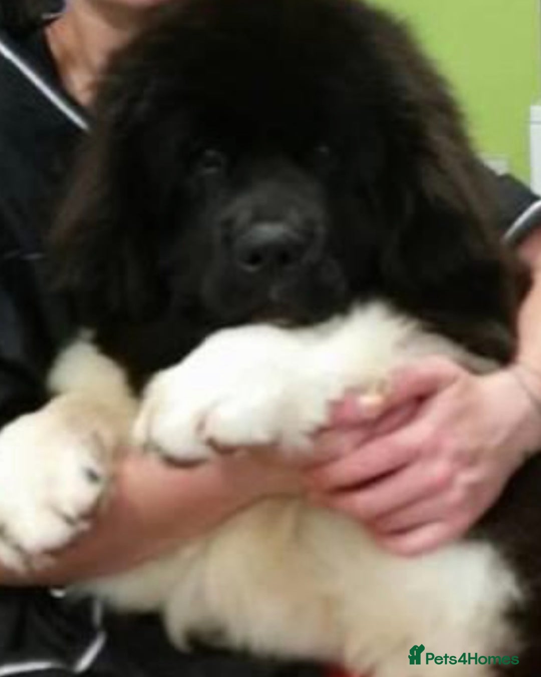 Newfoundland dogs for stud: KC REGISTERED NEWFOUNDLAND STUD HEALTH TESTED  in Basildon - Advert 13