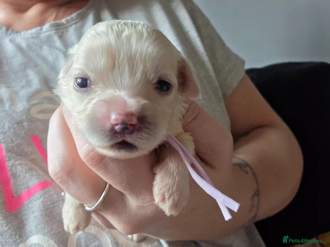 Mixed Breed dogs for sale: 9 Beautiful Cockerchon puppy's ready soon - Advert 40