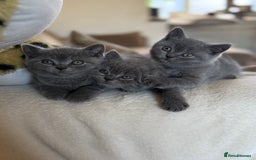 British Shorthair cats for sale: 2 male British shorthair  - Image 2