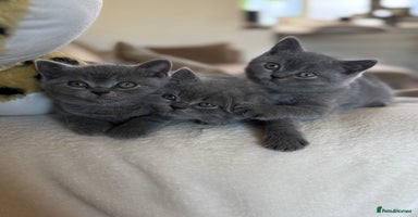 British Shorthair cats - Advert 3