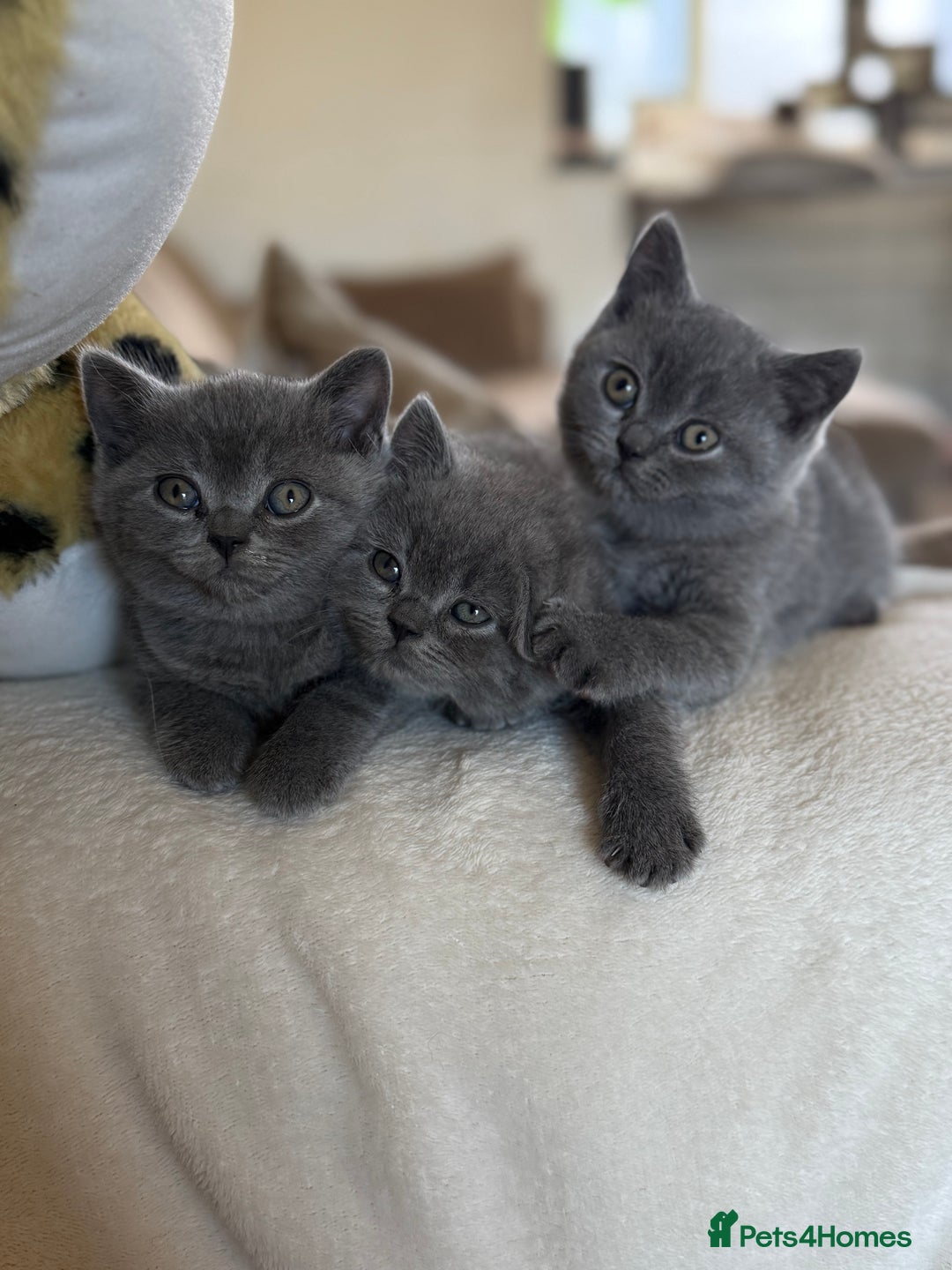 British Shorthair cats for sale: 2 male British shorthair  - Image 2