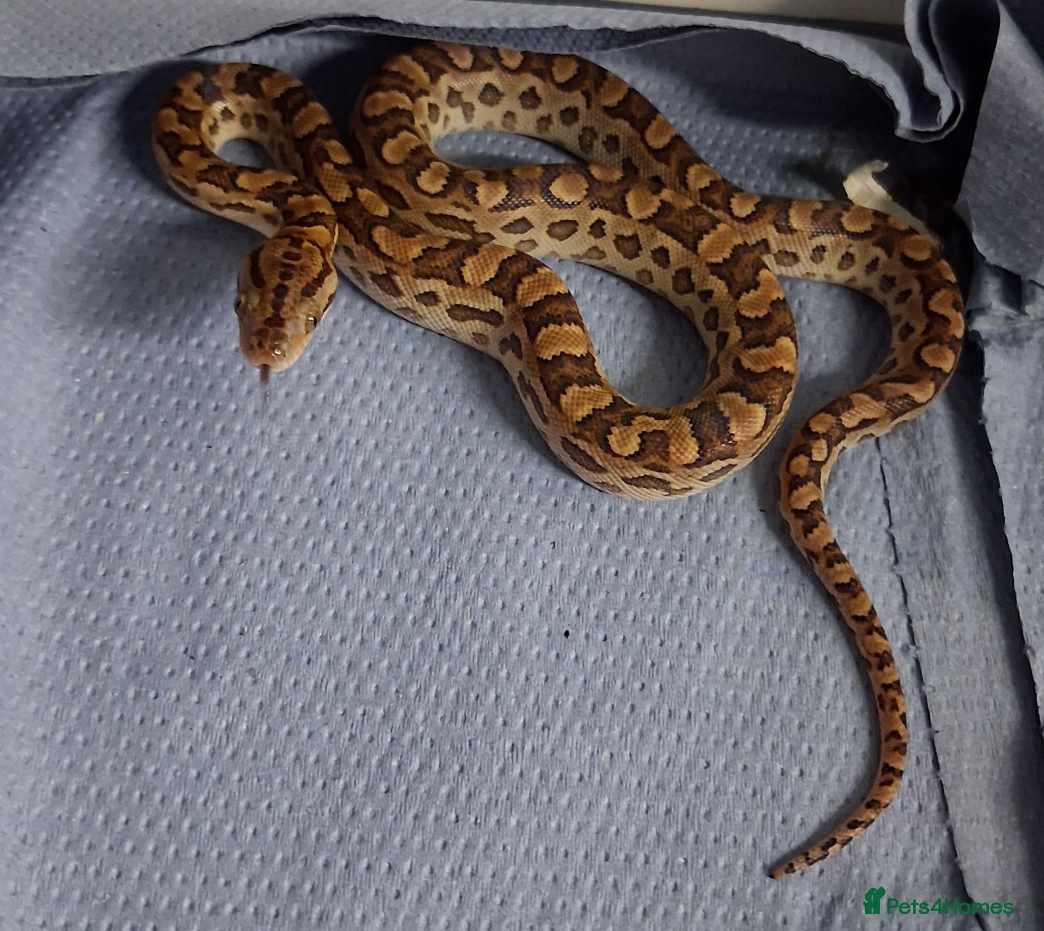 Boa Snake reptiles Argentina Rainbow Boa's  - Advert 2