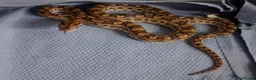 Boa Snake reptiles for sale: Argentina Rainbow Boa's  - Advert 2