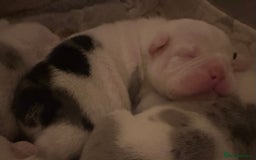 English Bulldog dogs for sale: 🌟 health tested parents 🌟 - Image 10