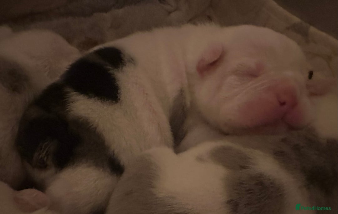 English Bulldog dogs for sale: 🌟 health tested parents 🌟 - Image 10