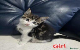 Maine Coon cats for sale: Adorable kittens mixed Maine Coon - Image 4