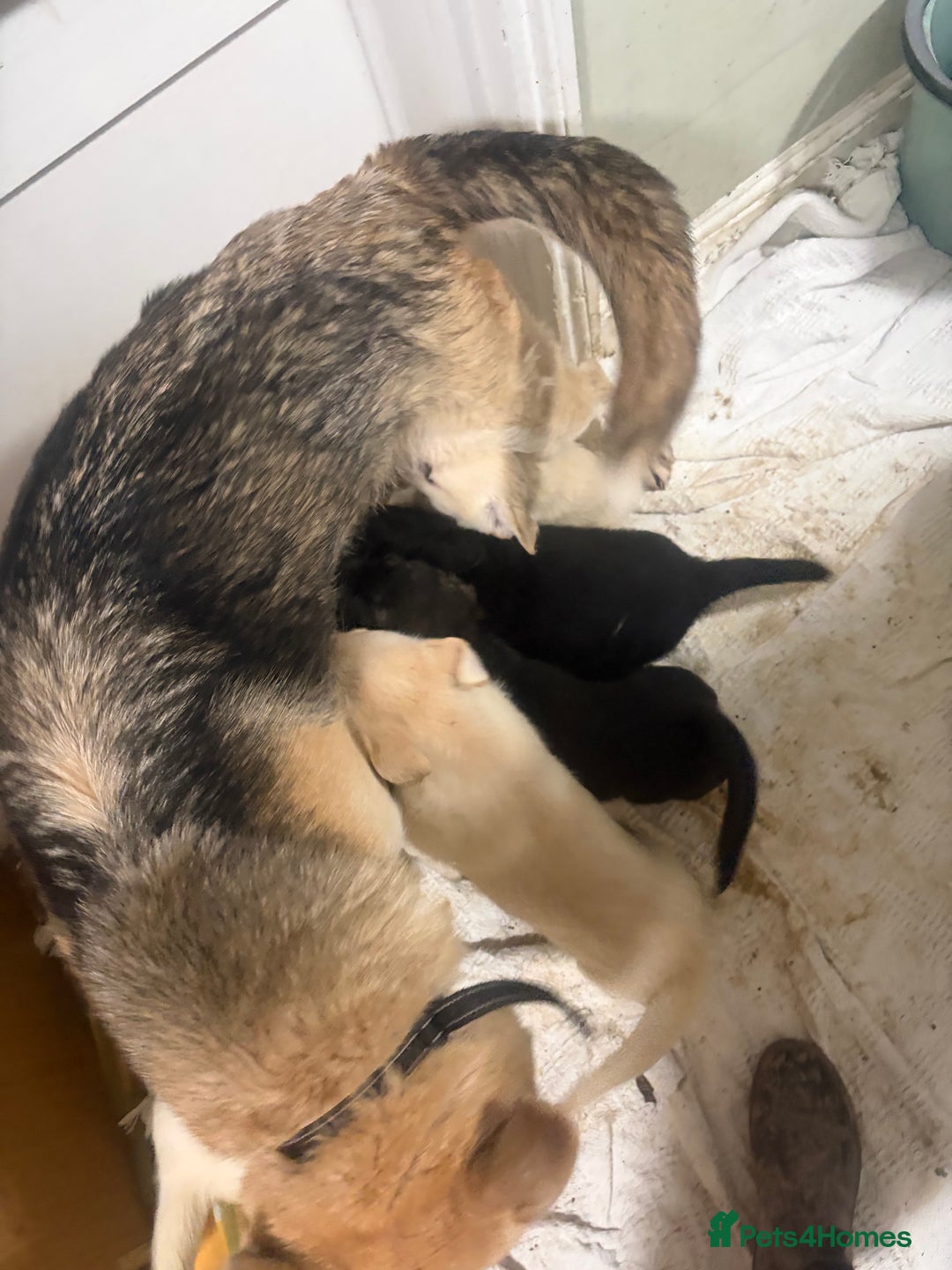 Mixed Breed dogs for sale: Shepsky x Labrador  - Advert 3