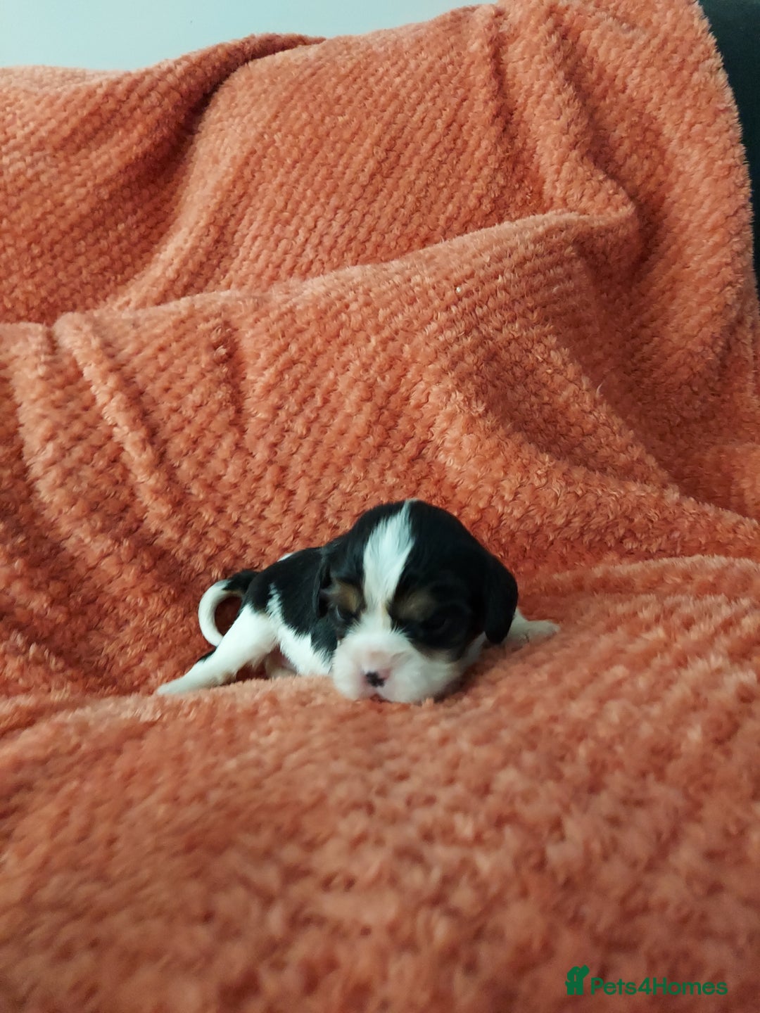 Cavalier King Charles Spaniel dogs for sale: GREAT QUALITY CKCS PUPPIES ( DWKC REGISTERED)/DNA - Advert 6