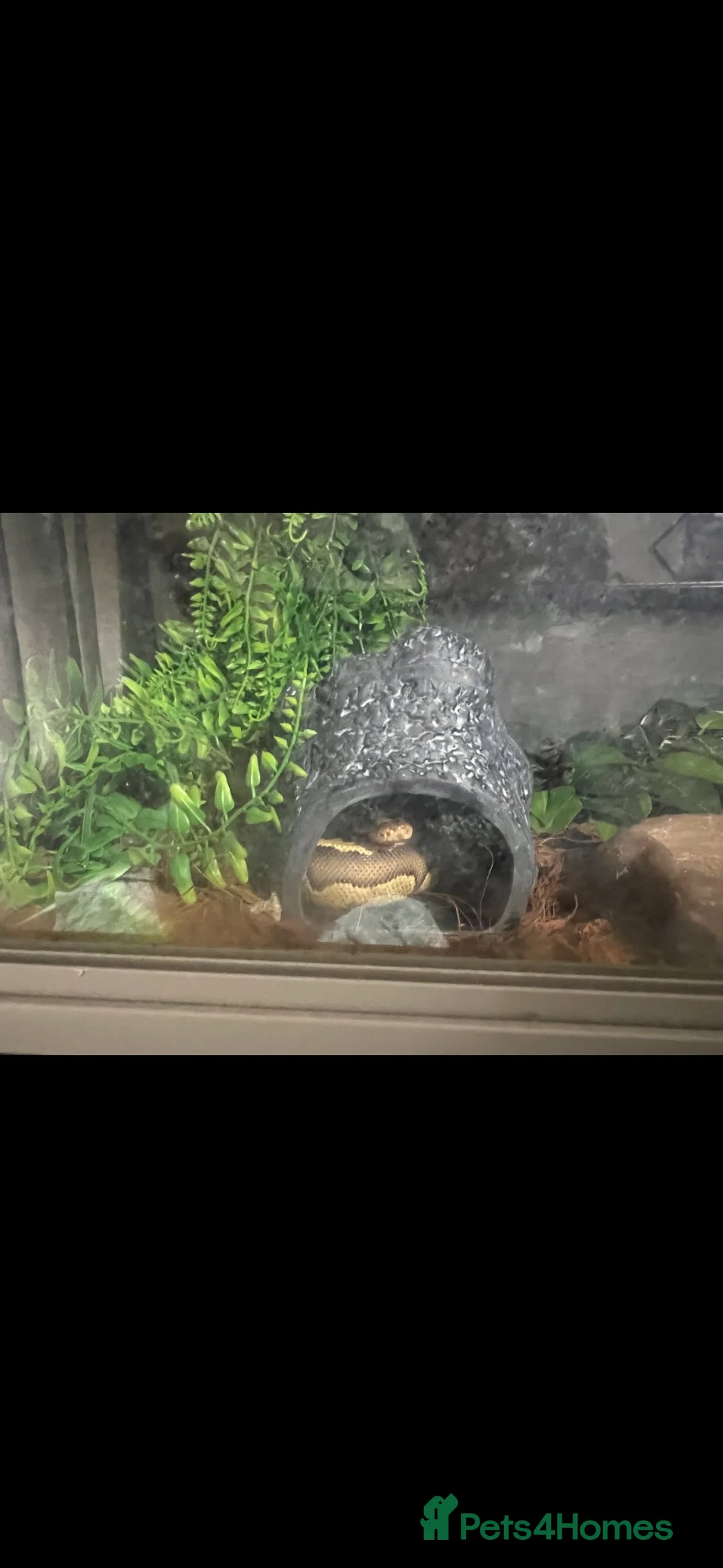 Python Snake reptiles for sale: 2 Python  - Advert 1