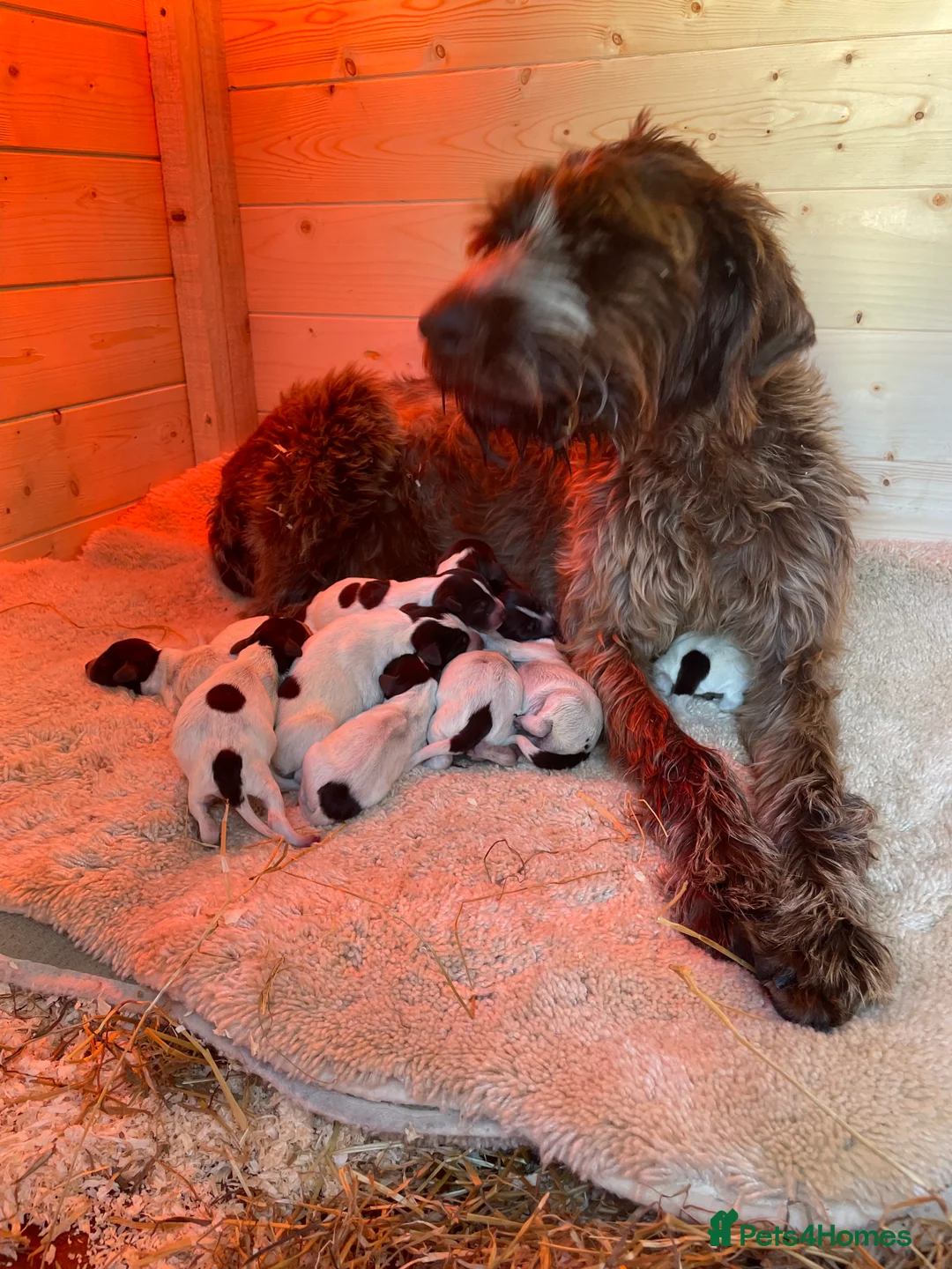 German Wirehaired Pointer dogs for sale: German wire hair pointers for sale - Advert 3