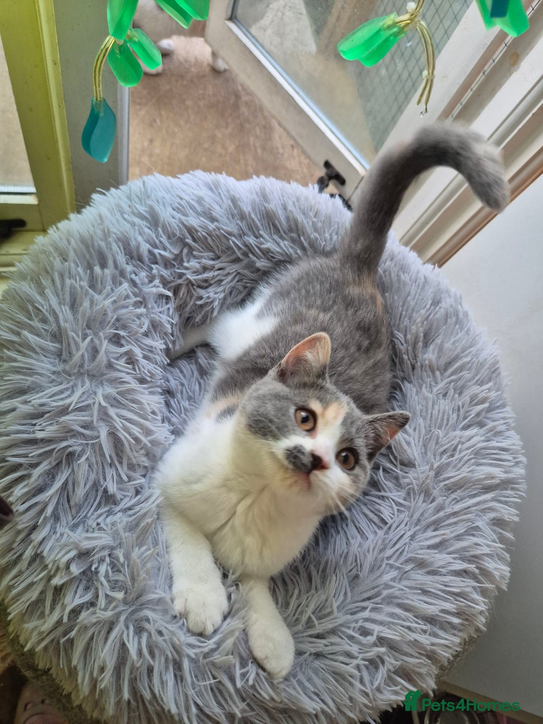 British Shorthair cats for sale: BSH from GCCF parents, champions in pedigree - Image 11