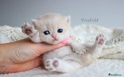 British Shorthair cats for sale: ✨Luxurious Premium Kittens ✨ - Advert 10