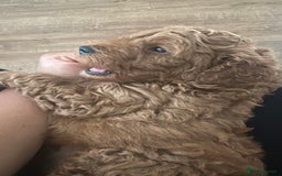 Cockapoo dogs for sale: LAST GORGEOUS RED TOY COCKAPOO PUPPY -  £1850 - Image 9