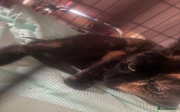 Mixed Breed cats for sale: 1 beautiful girl kitty left ready now - Image 2