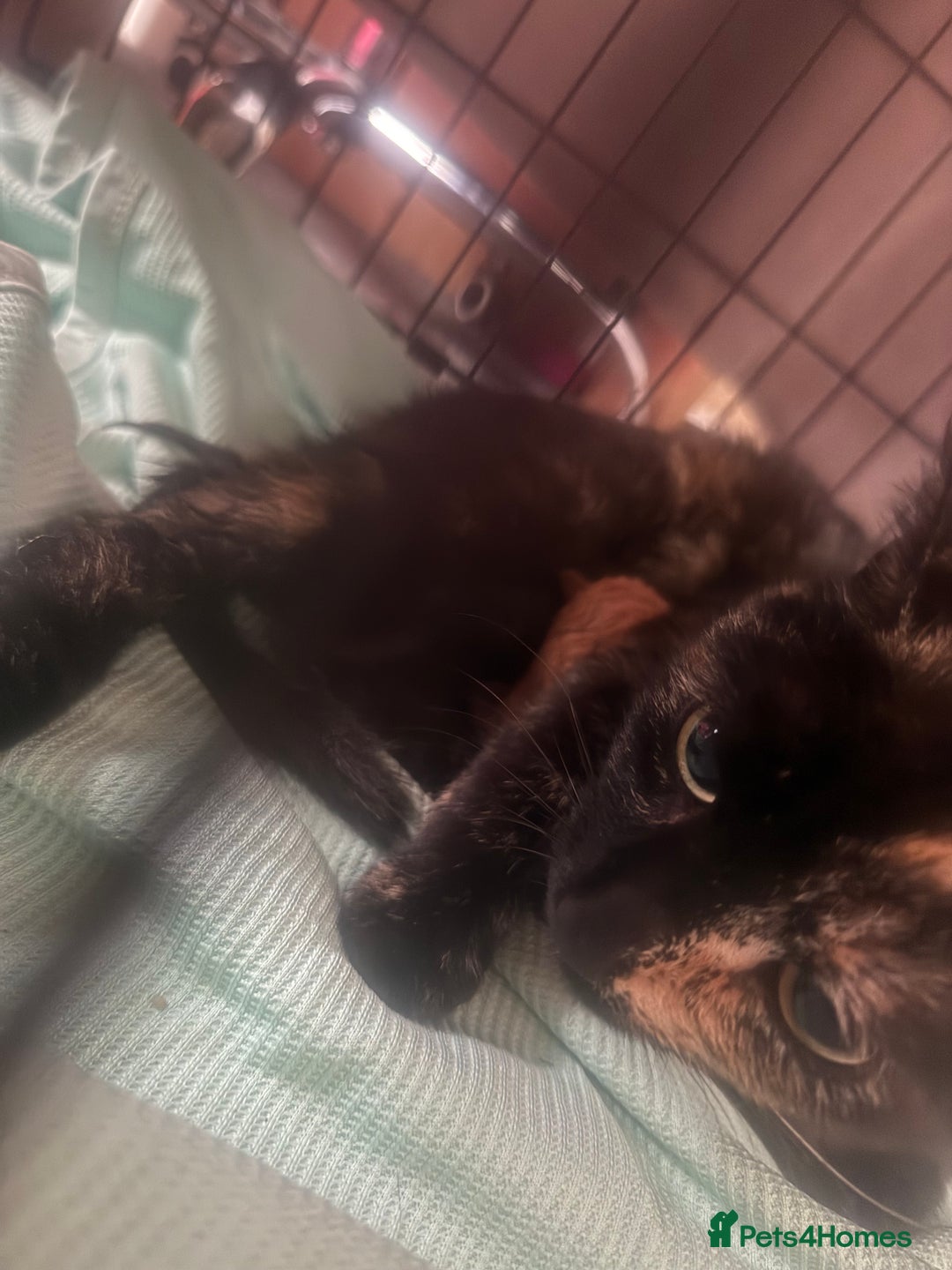 Mixed Breed cats for sale: 1 beautiful girl kitty left ready now - Image 2