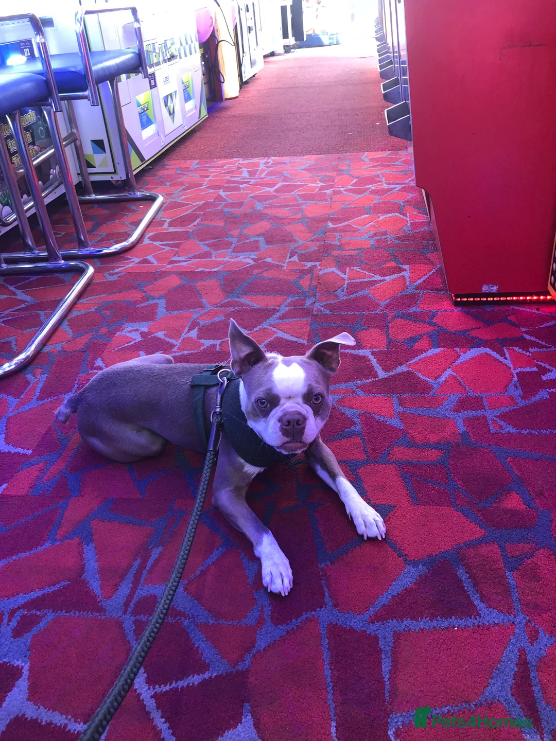 Boston Terrier dogs for stud: Bosten terrier for stud  - Advert 2