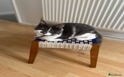 Domestic Shorthair cats for sale: Bisk , Cali & Scottie  - Image 8