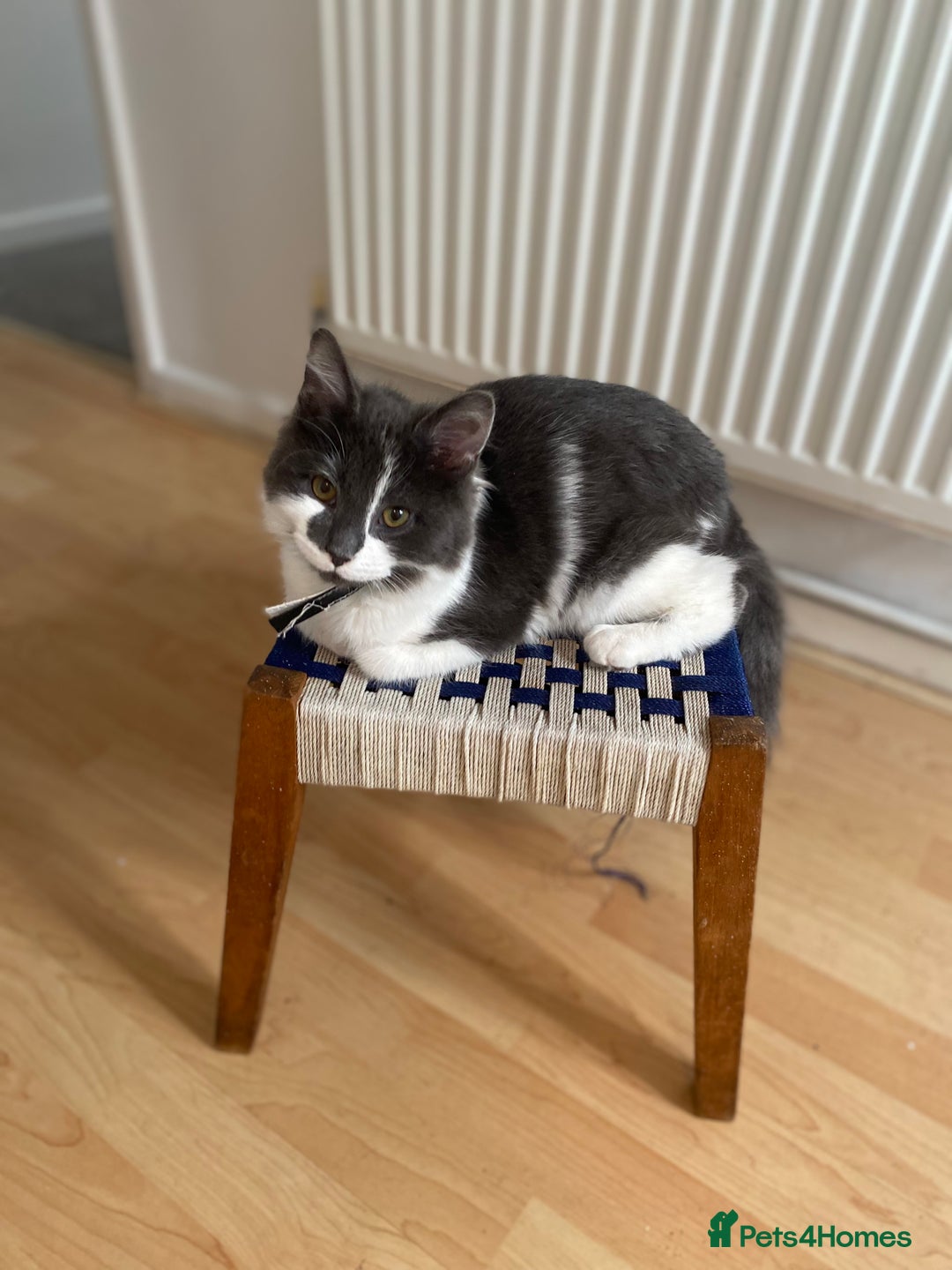 Domestic Shorthair cats for sale: Bisk , Cali & Scottie  - Image 8