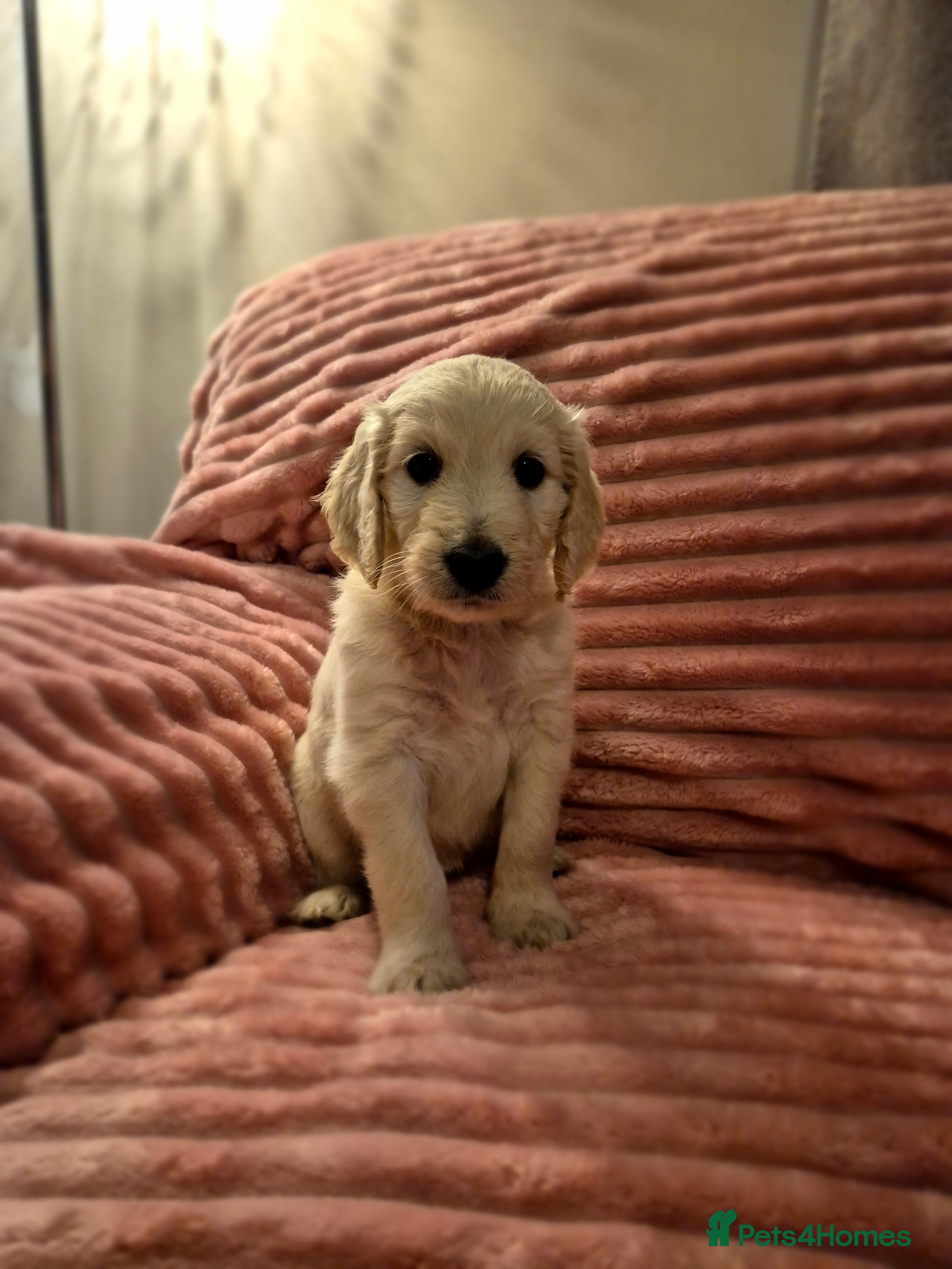Goldendoodle dogs F1 standard goldendoodle  - Advert 1