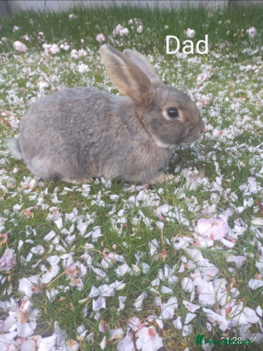 Mixed Breed rabbits for sale:   6 Gorgeous Ginger Male Bunnies for Sale 🐰 - Advert 13