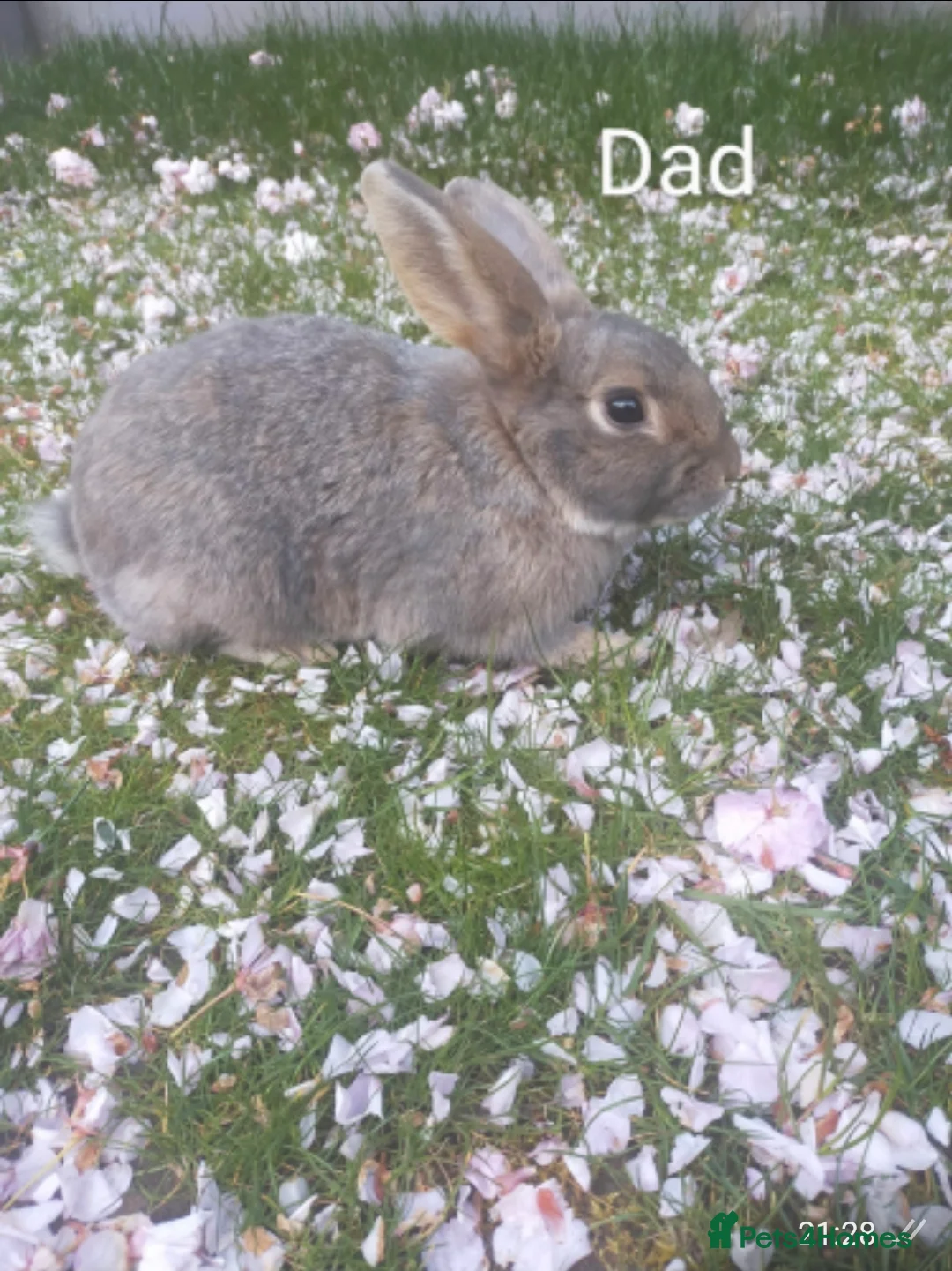 Mixed Breed rabbits for sale:   6 Gorgeous Ginger Male Bunnies for Sale 🐰 - Advert 13