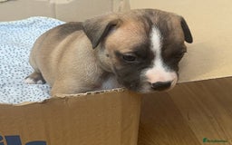 Staffordshire Bull Terrier dogs for sale: Staffy Brindle Black Boy London Staffordshire - Image 10