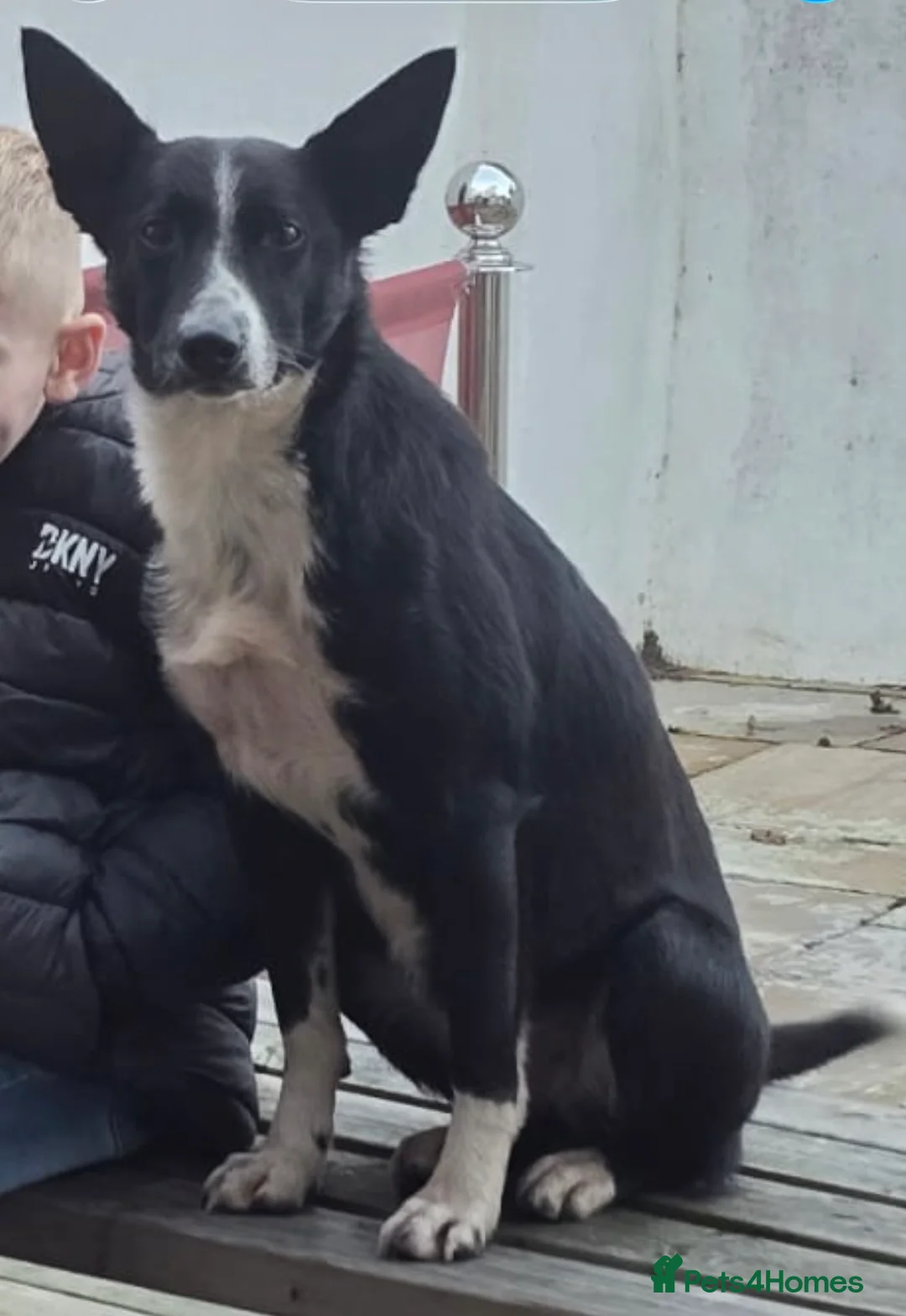 Border Collie dogs for sale: Two dogs available  - Advert 10