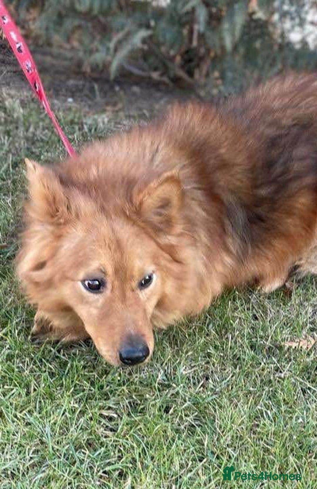 Mixed Breed dogs for adoption: MONTY – an example of Resilience and Devotion - Advert 9