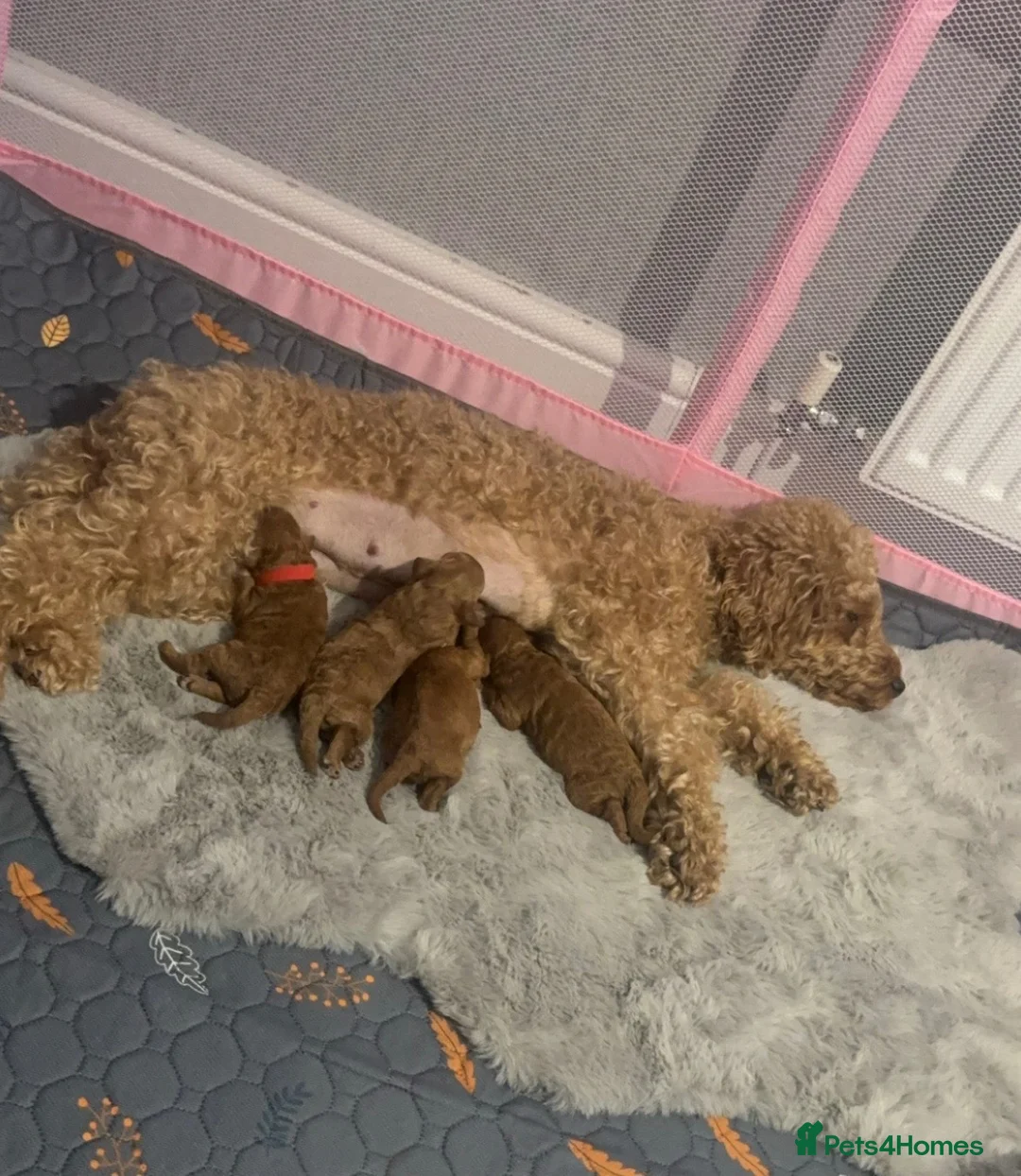 Cavapoo dogs for sale: Beautiful Cavapoo Puppies – 1 Boy & 3 Girls 🐶💙🩷 in Oldham - Advert 1