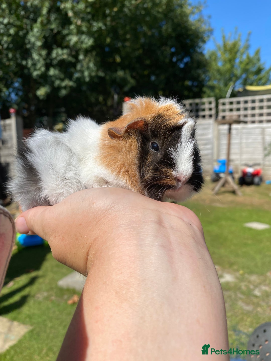 Guinea Pig rodents for sale: Peruvian cross Silkie Longhaired Guineapig Babies - Image 9