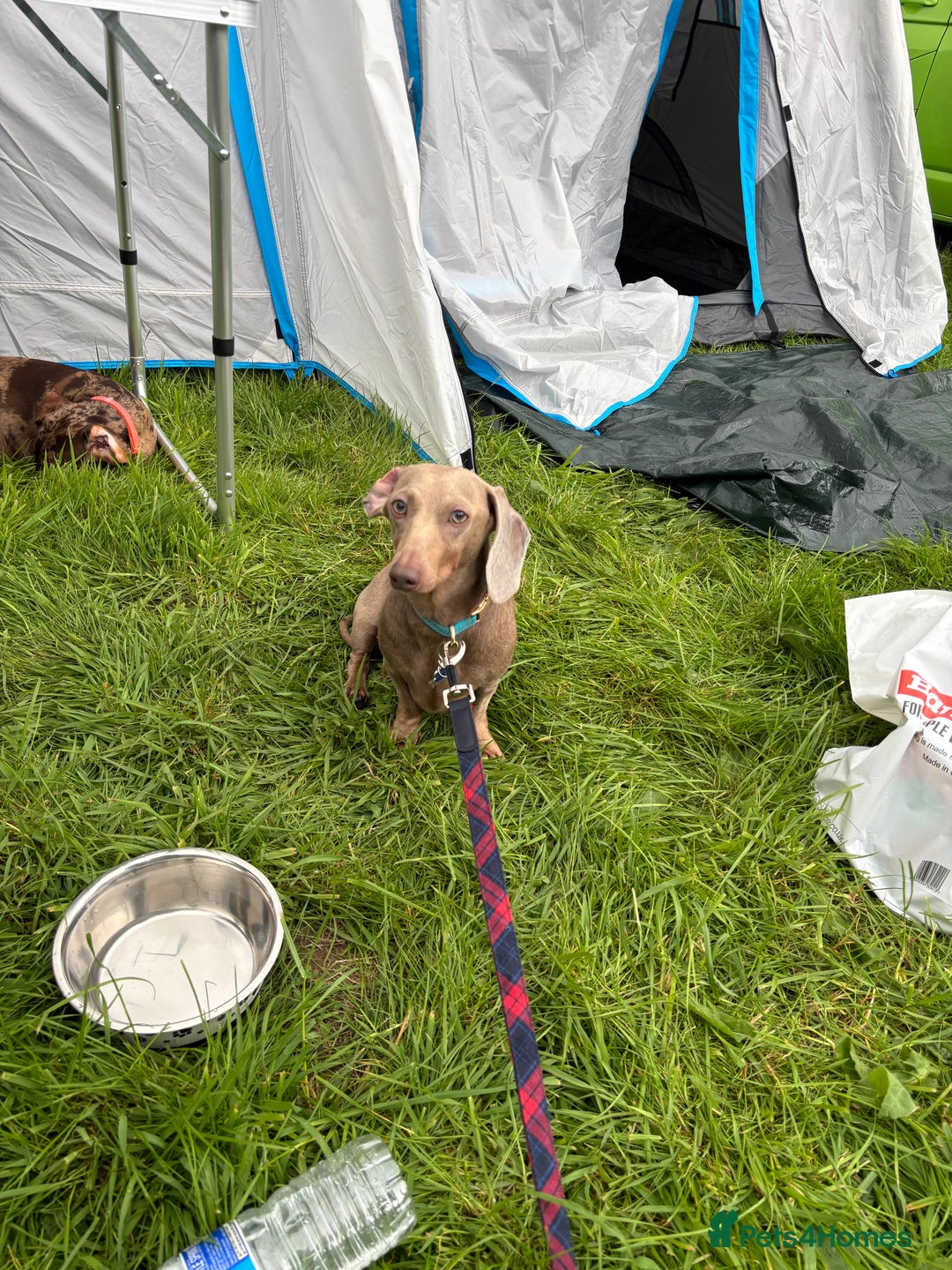 Miniature Dachshund dogs for sale: Beautiful miniature dachshunds  - Image 21