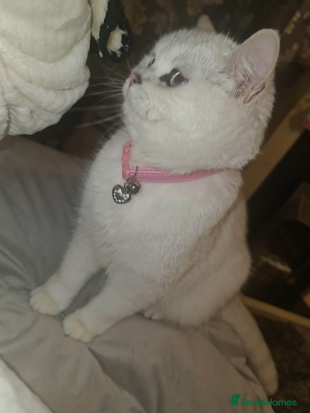 British Shorthair cats for sale: TICA REG silver tipped bsh - Image 6