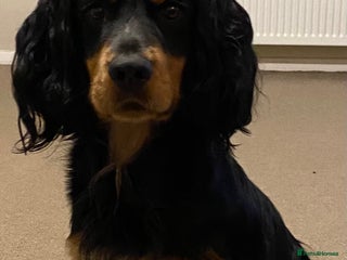 Cocker Spaniel dogs in New Milton - Advert 28