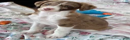 Border Collie dogs for sale: Borderdoodle boys /girls.  - Advert 16