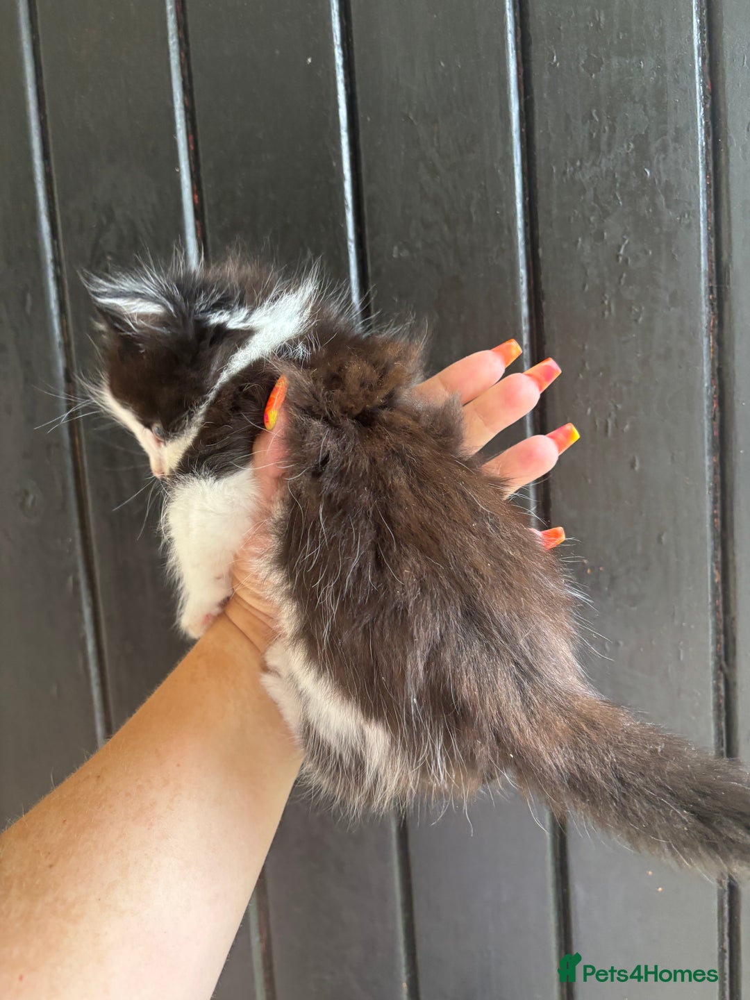 Maine Coon cats for sale: 2 female, 1 male ready for their forever home - Image 9