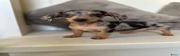 Miniature Dachshund dogs for sale: KC Dapple, Blue & Cream Miniature Dachshunds  in York - Advert 4