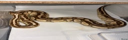 Python Snake reptiles for sale: BP mix - Advert 5