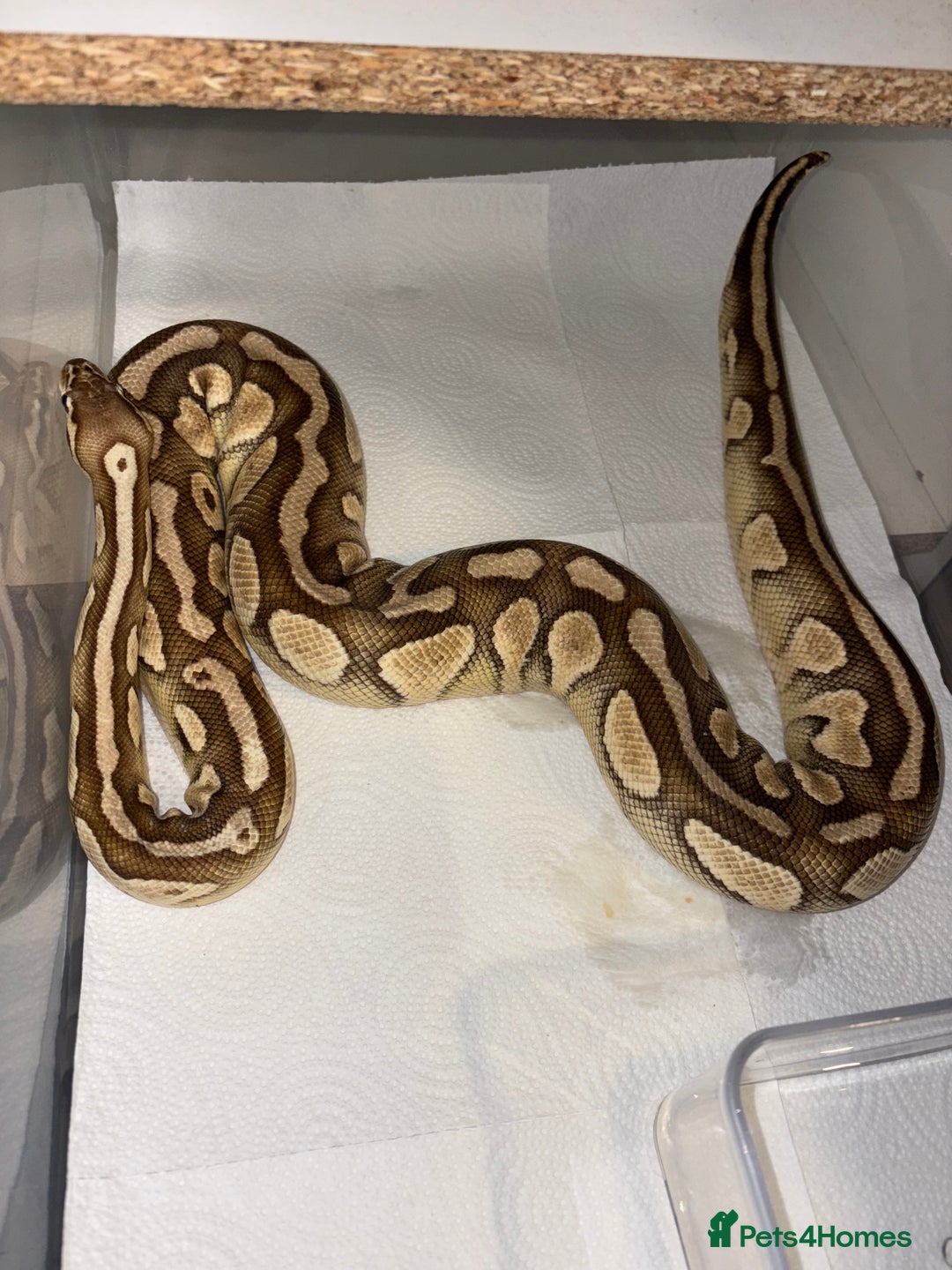 Python Snake reptiles for sale: BP mix - Advert 5