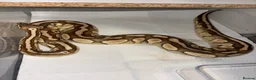 Python Snake reptiles for sale: BP mix - Advert 4