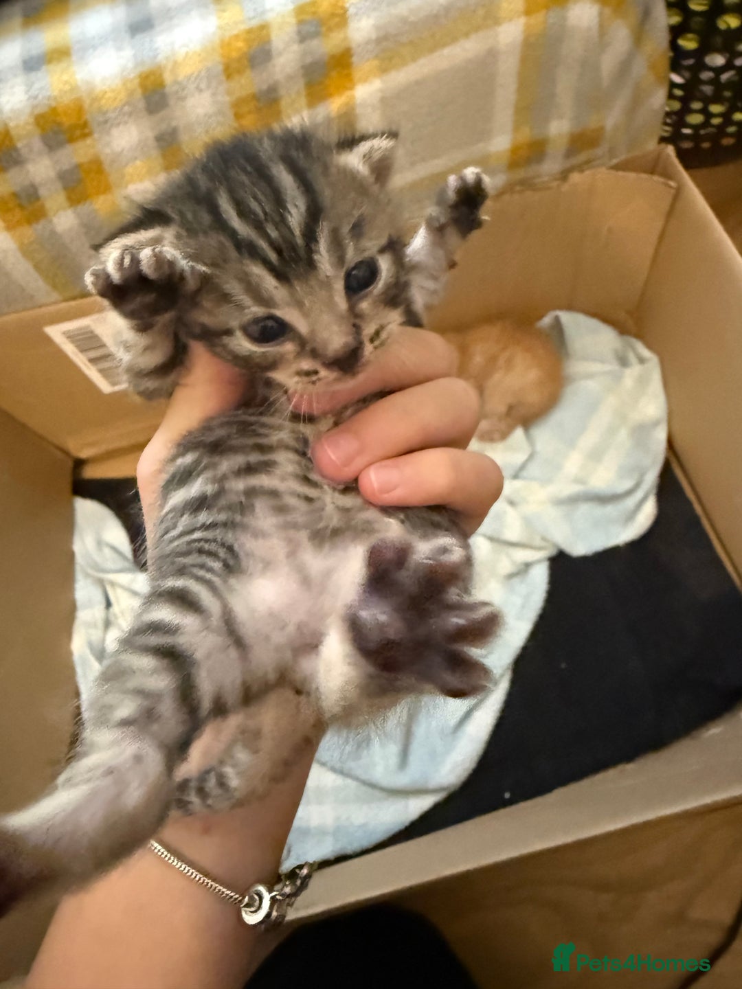 Domestic Shorthair cats for sale: Domestic Shorthair - Image 10