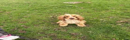 Cocker Spaniel dogs for sale: 2 year old full kc reg show cocker spaniel  in Barrow-in-Furness - Advert 4
