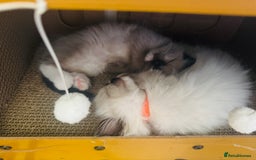 Ragdoll cats for sale: GCCF Pure Ragdoll Seal/Blue Point Lynx Mitted - Advert 31