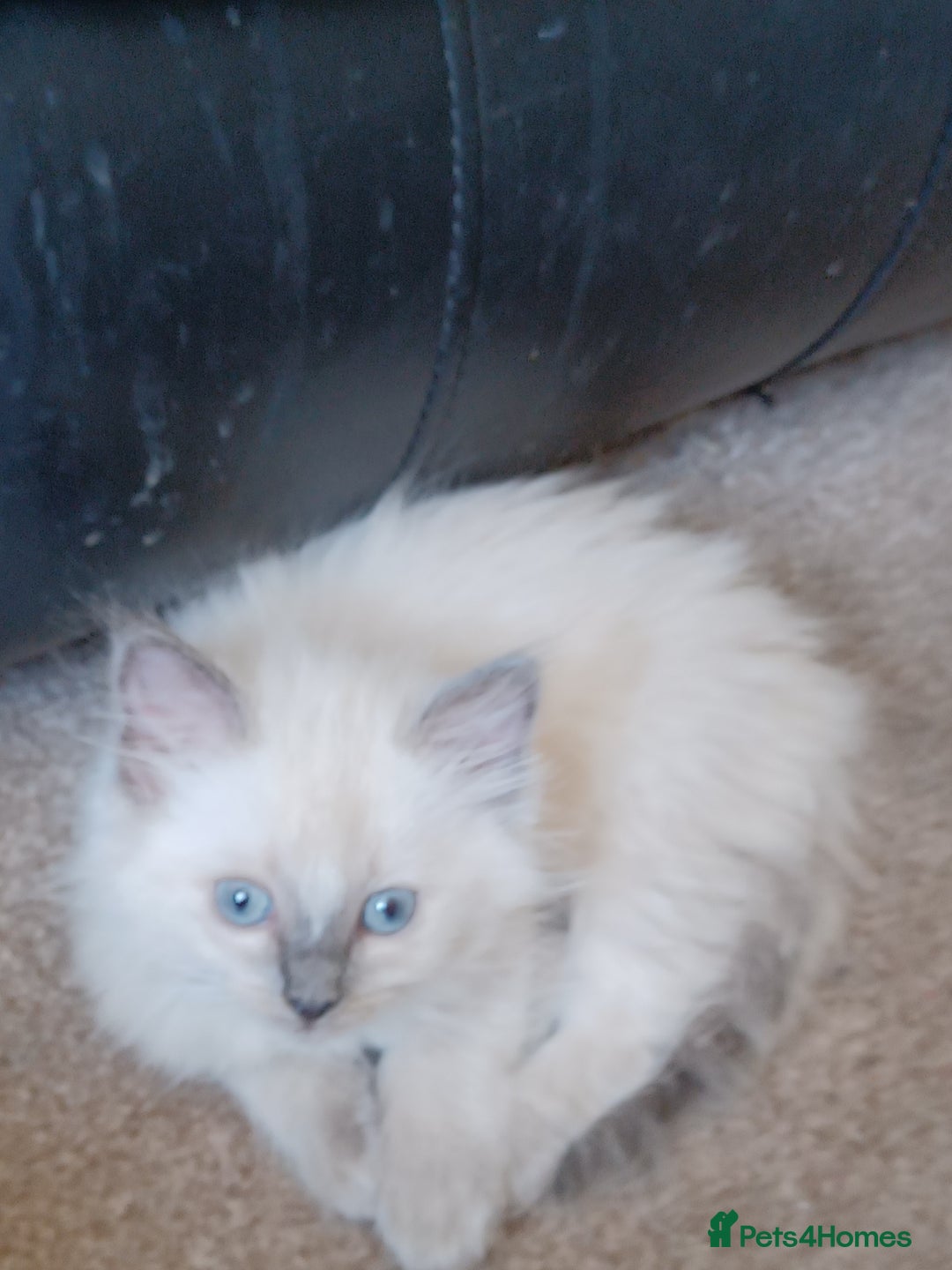 Ragdoll cats for sale: Mink ragdoll kittens - Image 2