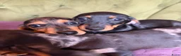 Miniature Dachshund dogs for sale: Mini sausage dogs. Family bred/health checked  - Advert 9
